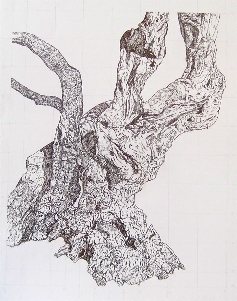 Ancient Olive Tree, Palestine