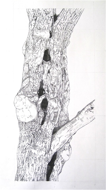 Large Bark 4