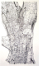 Large Bark 22