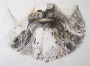 Courbet's Last Beard